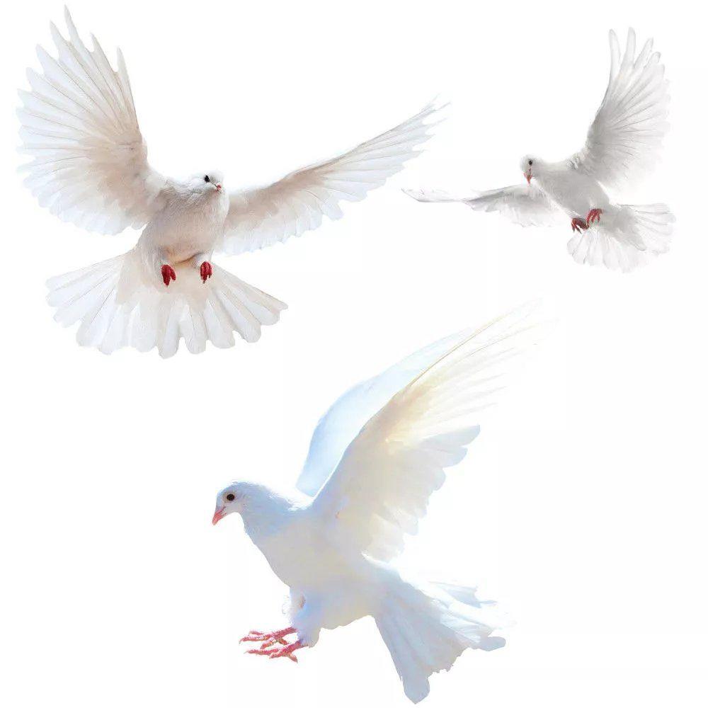 Peace Dove Wall Stickers for L - đánh giá và giá Zara Home Bathroom Accessories