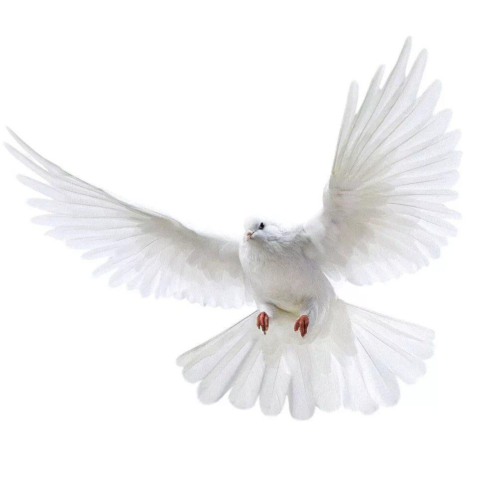 Peace Dove Wall Stickers for L - đánh giá và giá Zara Home Bathroom Accessories
