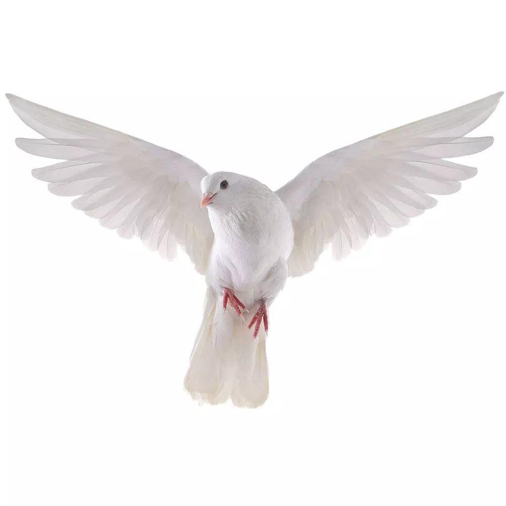 Peace Dove Wall Stickers for L - đánh giá và giá Zara Home Bathroom Accessories